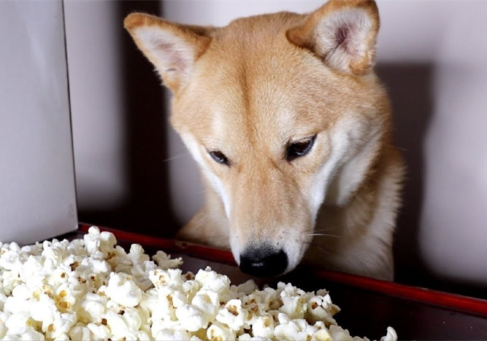 狗狗噎住了什么症状,狗狗噎着了是什么症状表现