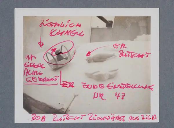 世界上最有诚信的企鹅,世界上最小的企鹅品种