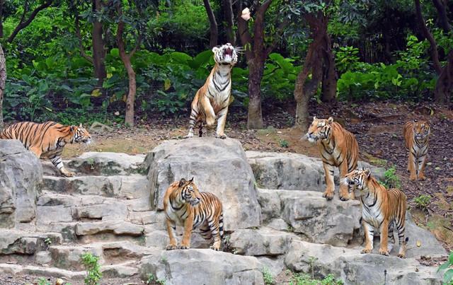 广州长隆1大1小亲子票大马戏,广州长隆珠海亲子游旅游攻略