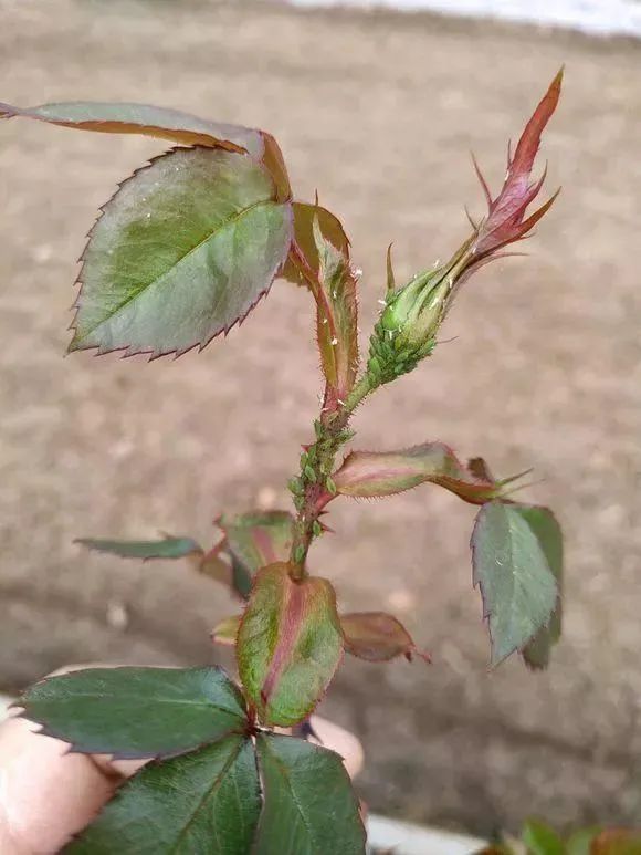 花草生虫自制杀虫水杀菌,自制植物杀虫妙招