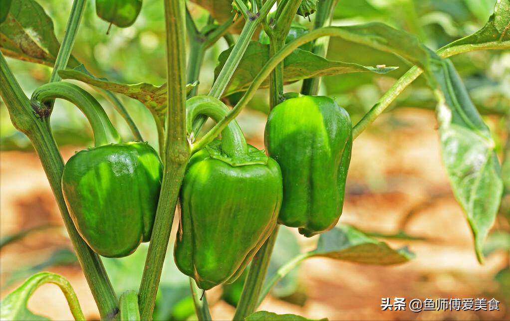 小满时节吃什么菜好吃,小满节气必吃的8种食物