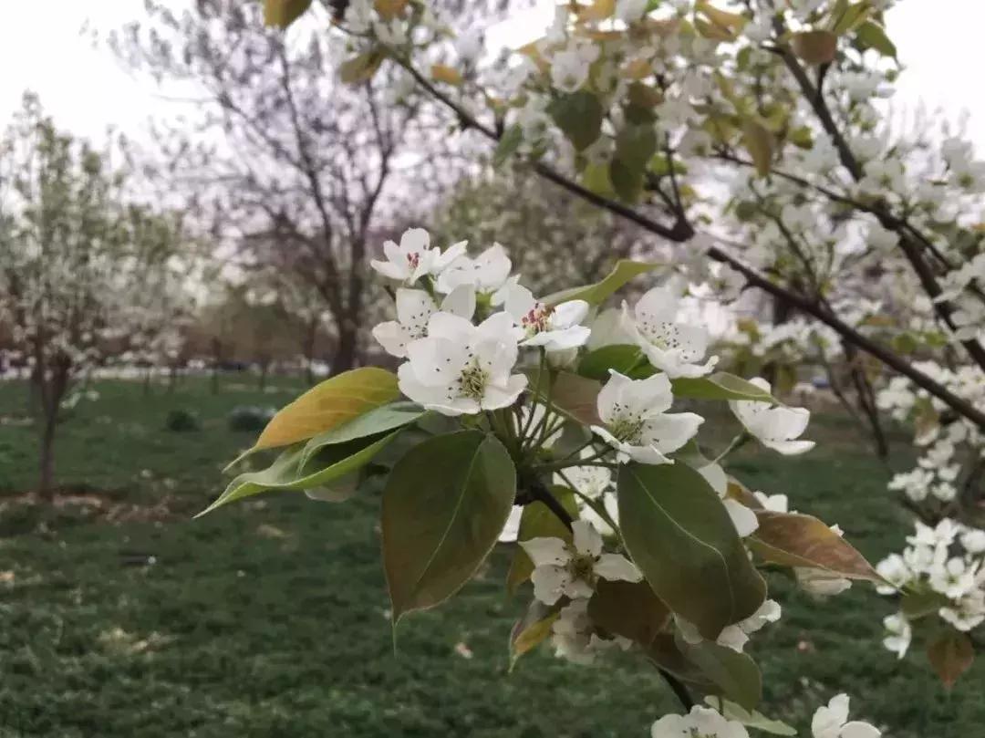 天津赏花好玩的公园,天津东丽湖哪里可以赏花