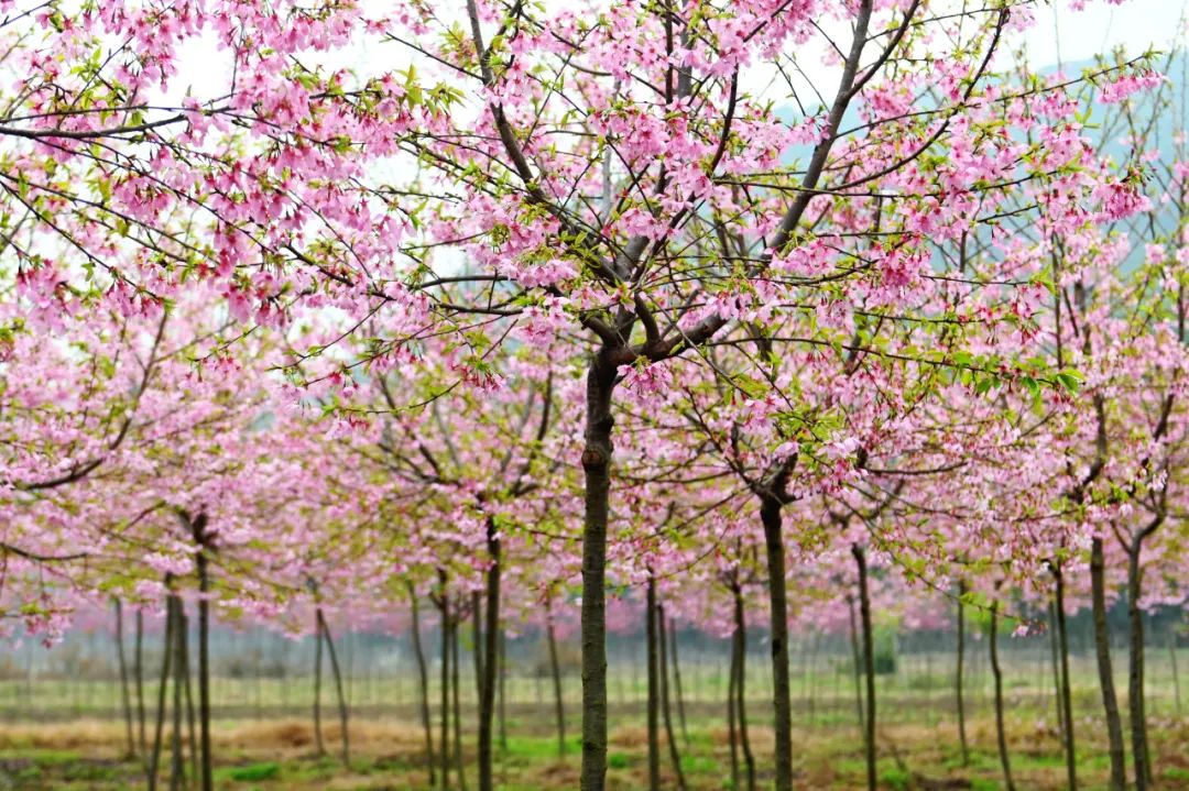 油菜花樱花桃花最受游客关注,春天必打卡的桃花樱花海棠花胜地