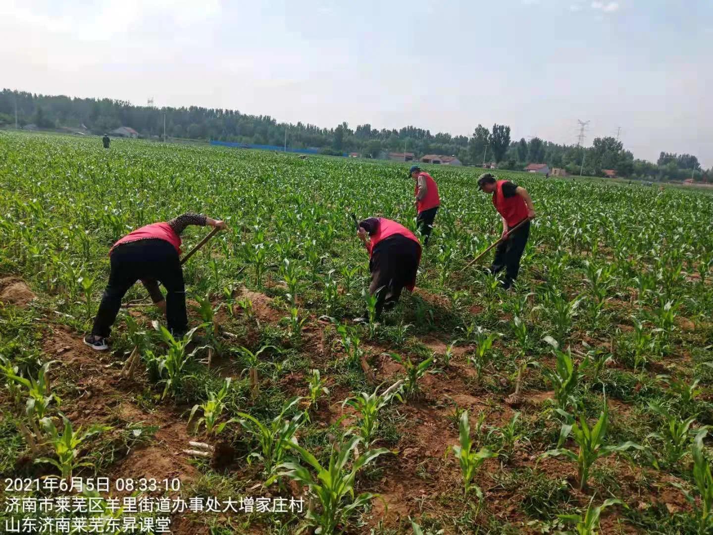 小苗绿马甲红田间志愿有真情