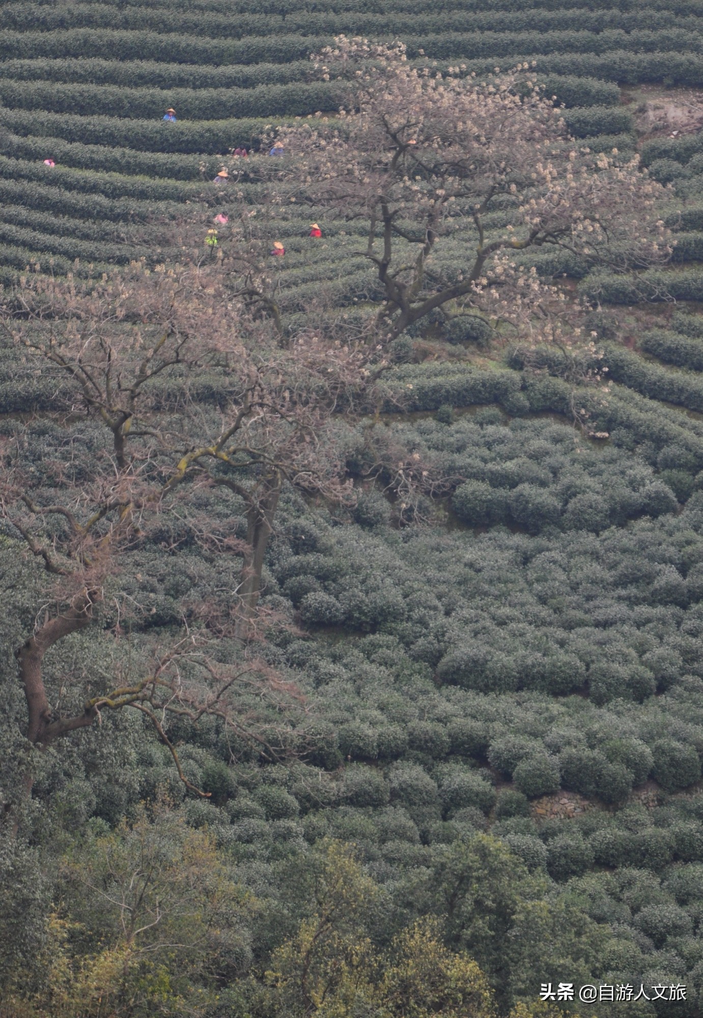 环西湖群山徒步毅行,行走西湖古诗词
