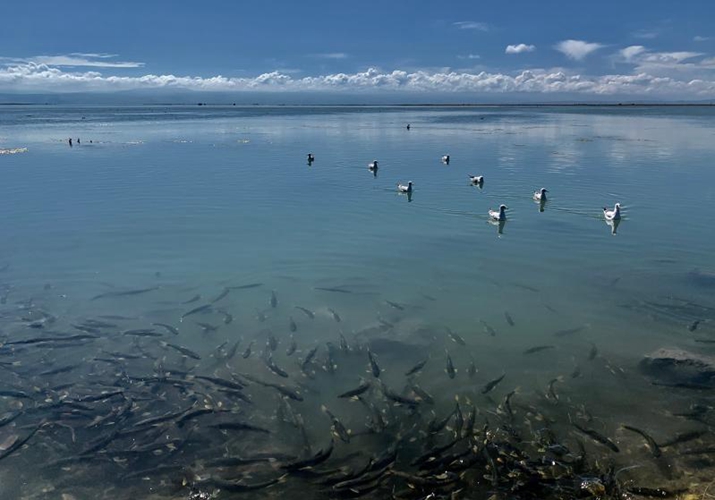 纳木错的“不动产”：年产3000吨鱼，青海湖成“前车之鉴”？