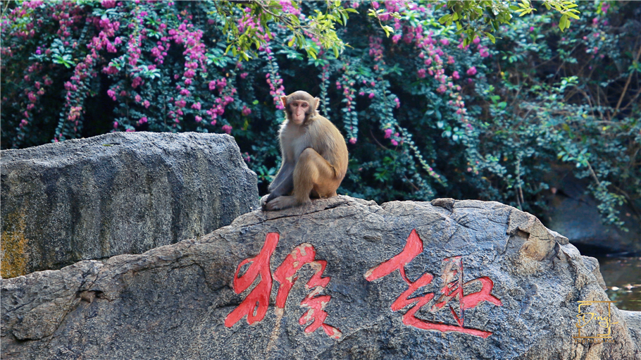 海南猴岛旅游自由行攻略,海南猴岛和呆呆岛攻略