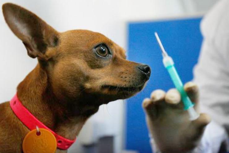 判断狗狗有没有狂犬病的三种方法,狗狗有这几种症状多半是狂犬病