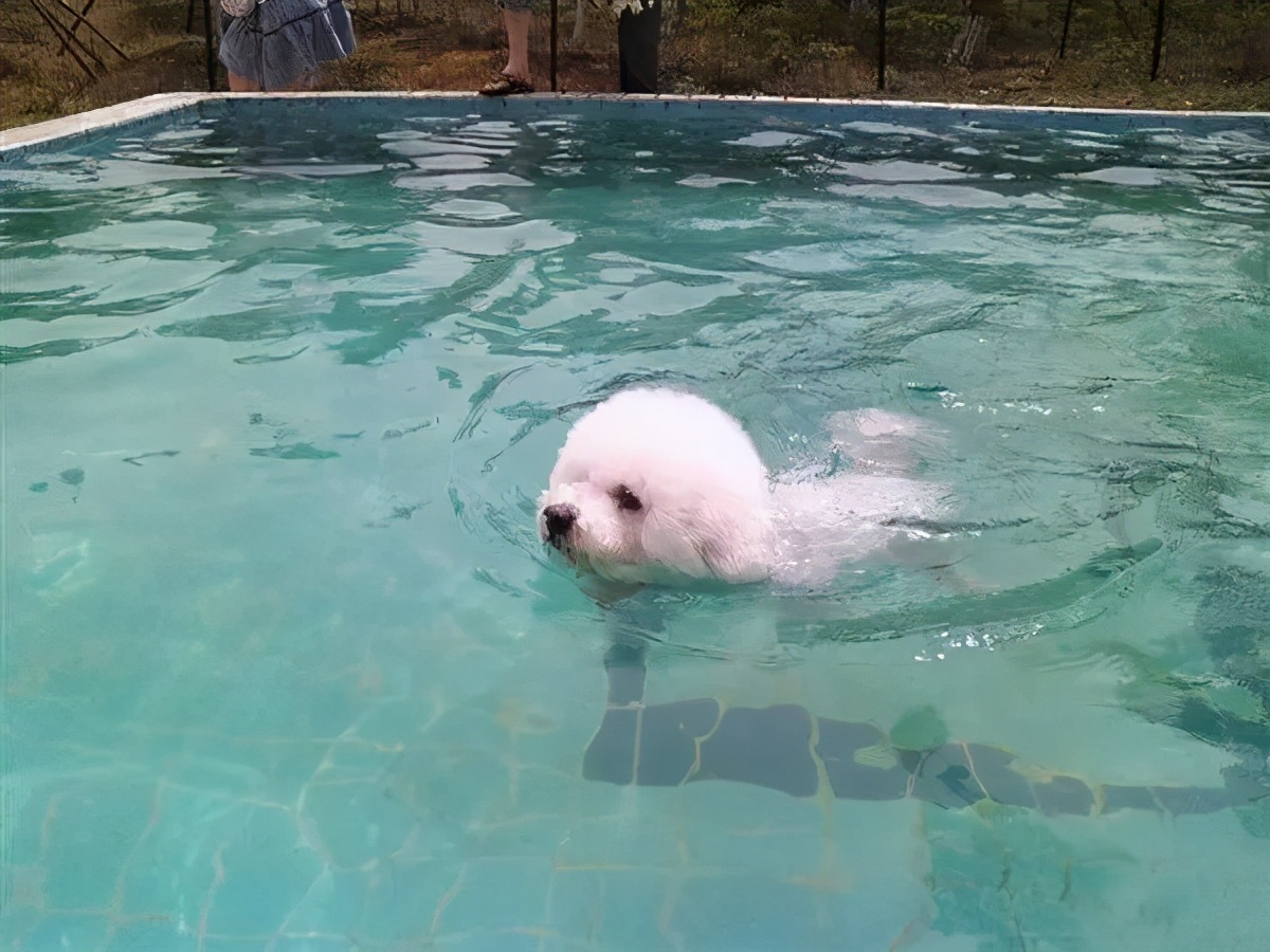 2个多月的比熊犬正常体重多少斤,比熊犬二个月体重应该几斤正常