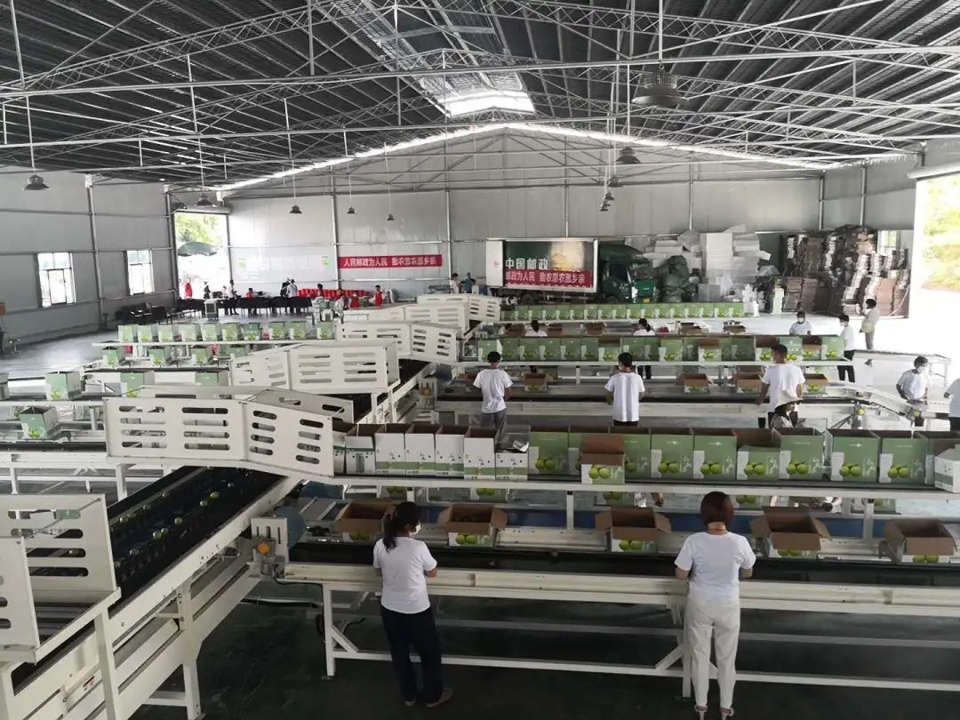 乌牛村来了6个年轻人，打造出一把致富“金钥匙”