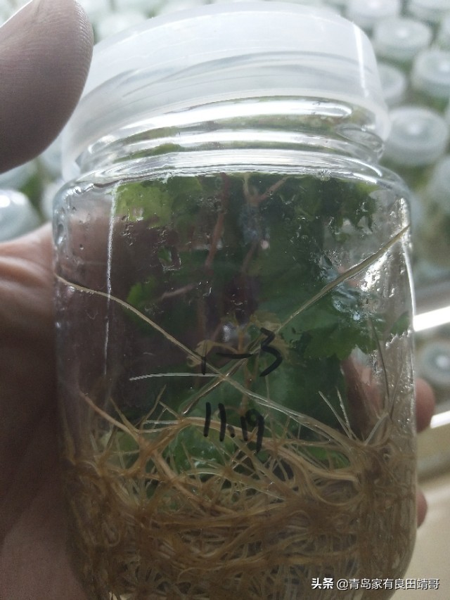 脱毒阳光玫瑰葡萄苗,阳光玫瑰特级苗