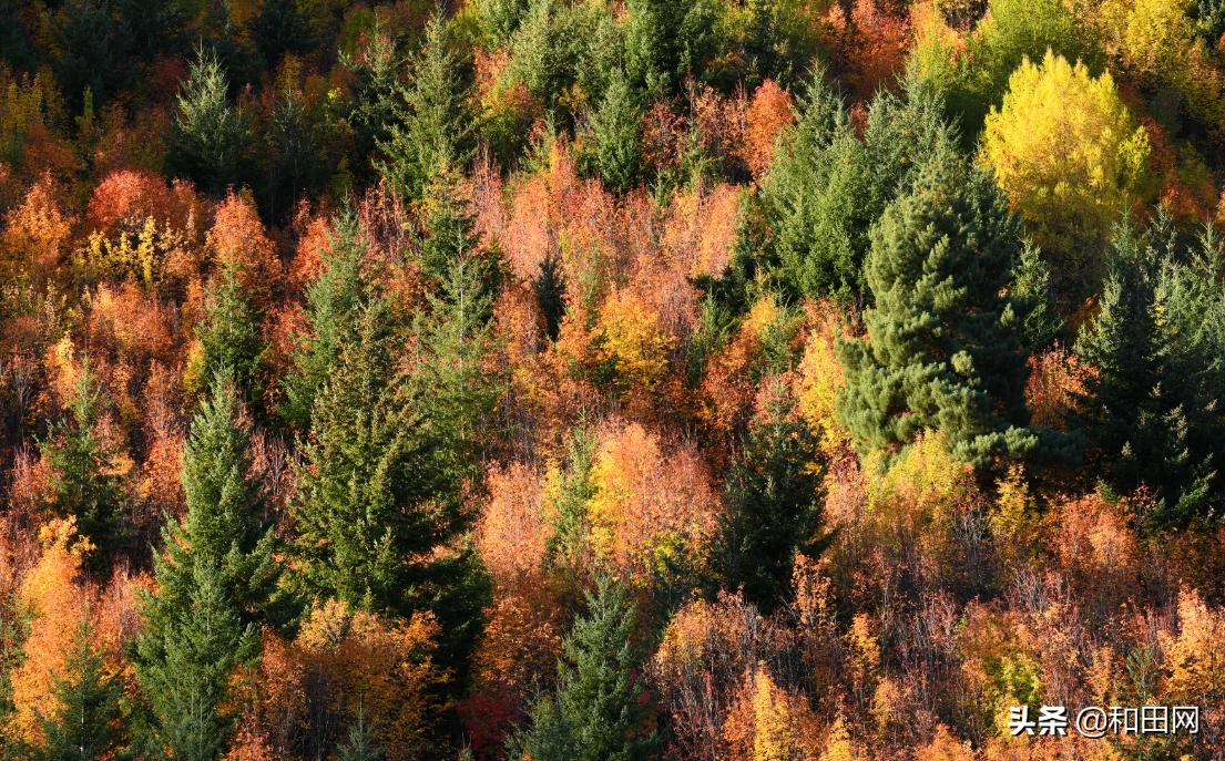 尼康d850全画幅高端相机怎么选,尼康d850数码相机评测怎么样