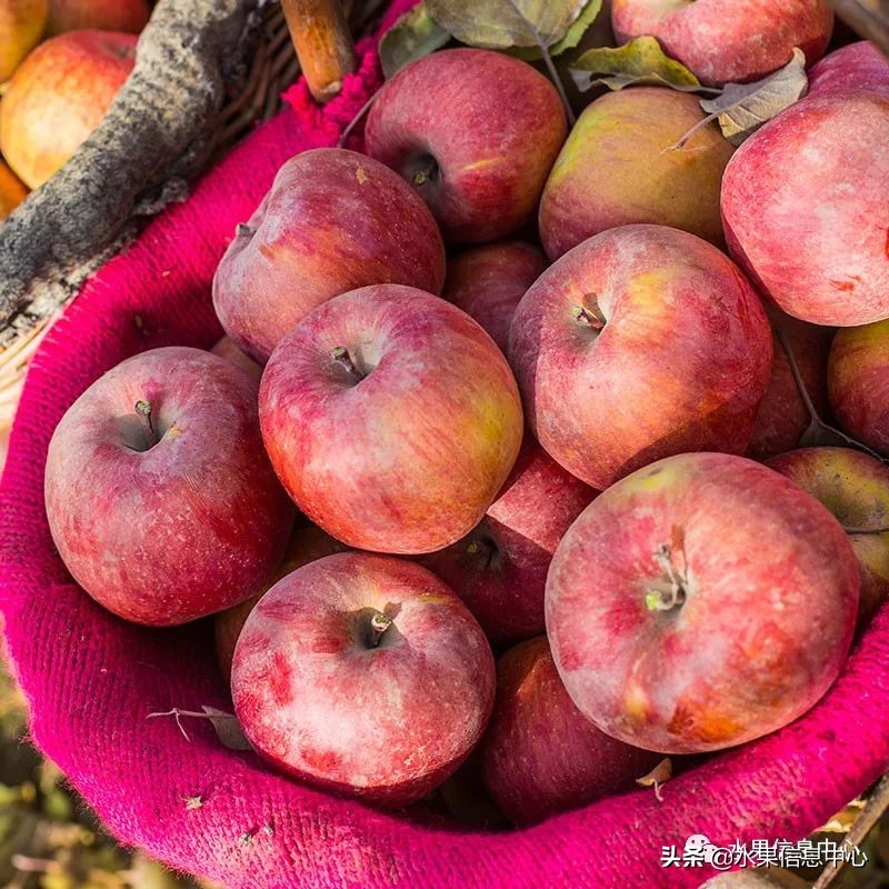 国内最好的苹果品种排行榜前十名,响富苹果和元富红苹果哪个品种好