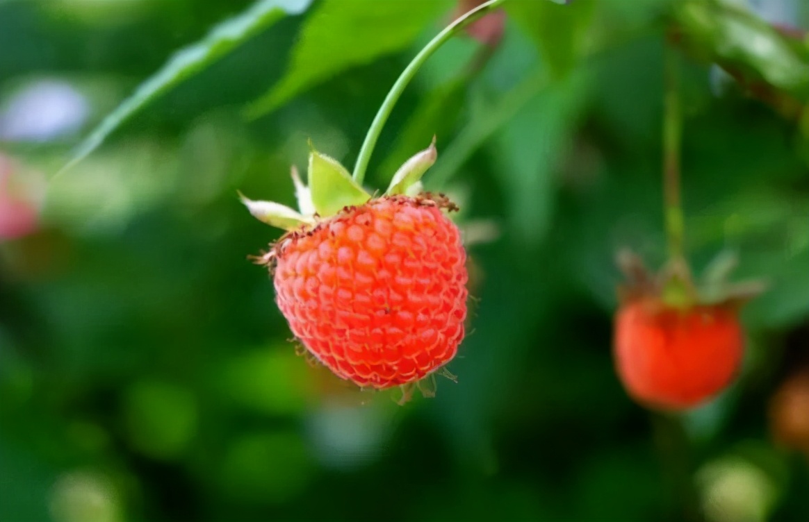 覆盆子夜尿,树莓治尿频