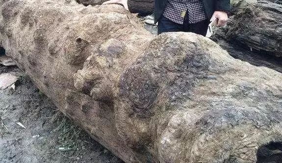 珍藏50年金丝楠现场开料，切出薄如纱的一块，众人瞬间沸腾！