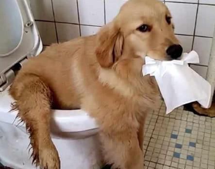 网评“无攻击性”的3种狗，性格温顺，养过的人都懂