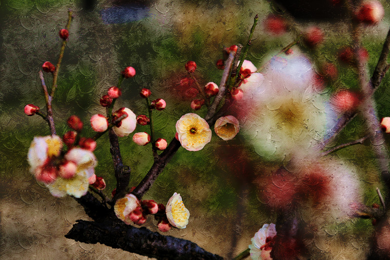 南京古林梅岭，二梅报春；盆景园梅花，婀娜多姿