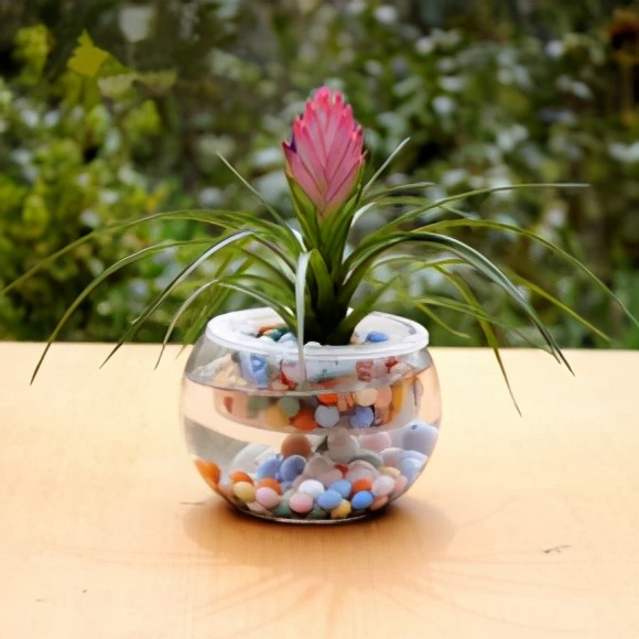 南美室内水培观赏绿植,水培绿植与土培绿植的区别