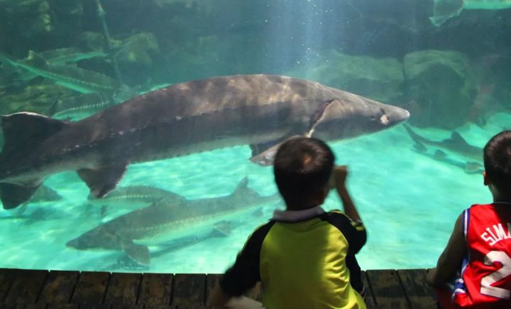 中华鲟的科普讲解儿童版,中华鲟百科简介