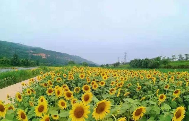 西安向日葵花海在哪里,西安东大附近最大的向日葵花海