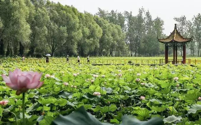 中国著名赏荷胜地,中国最著名的十大赏荷地