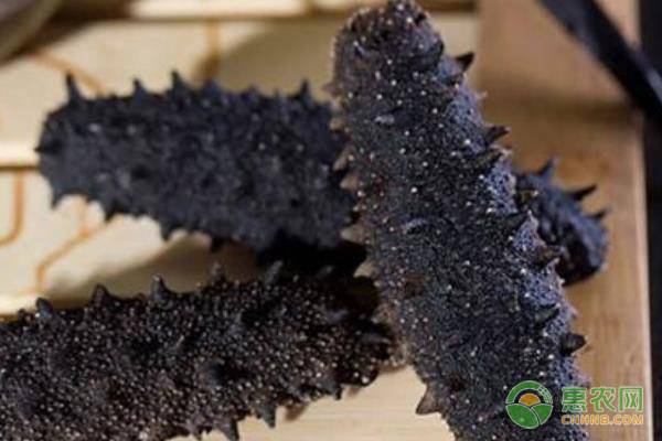 干海参的挑选方法及技巧,干海参怎么选购好吃又营养