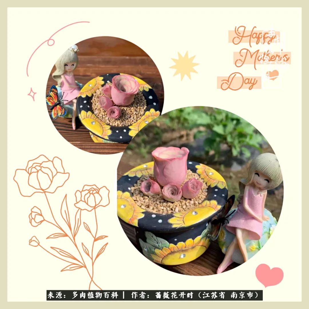 又见颜的妩媚，色的诱惑！这些山地玫瑰礼盒惊艳了眼眸