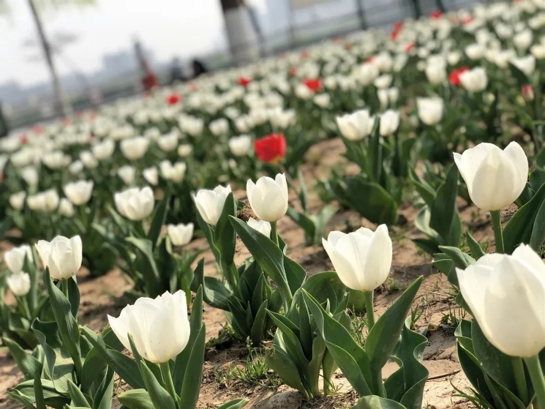 太美了花海随拍,咸阳郁金香在哪