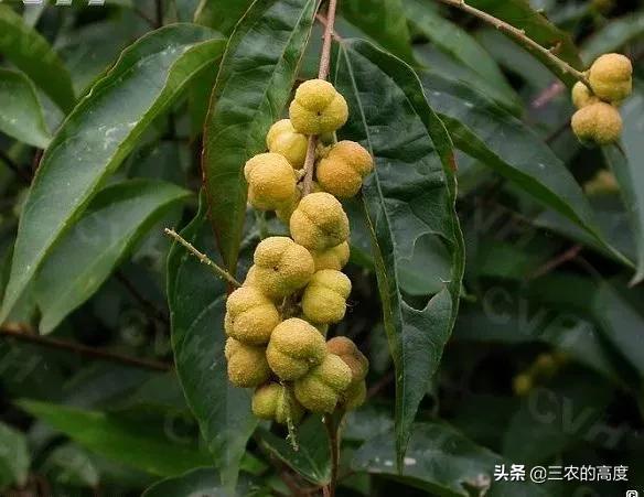 美丽有毒的植物认识11种毒花毒果,五大常见有毒植物你家里有吗