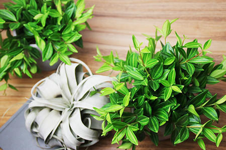 10种常见的吊兰品种图片,最名贵的吊兰品种及其养护方法