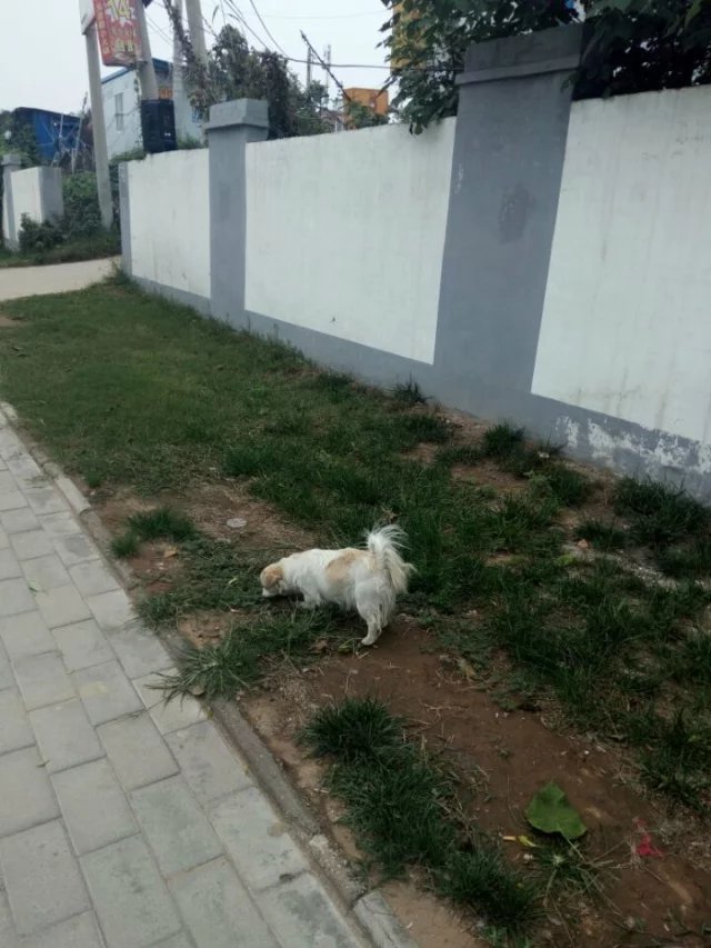 东北的狗狗跟东北人一样,陕西忠实的狗