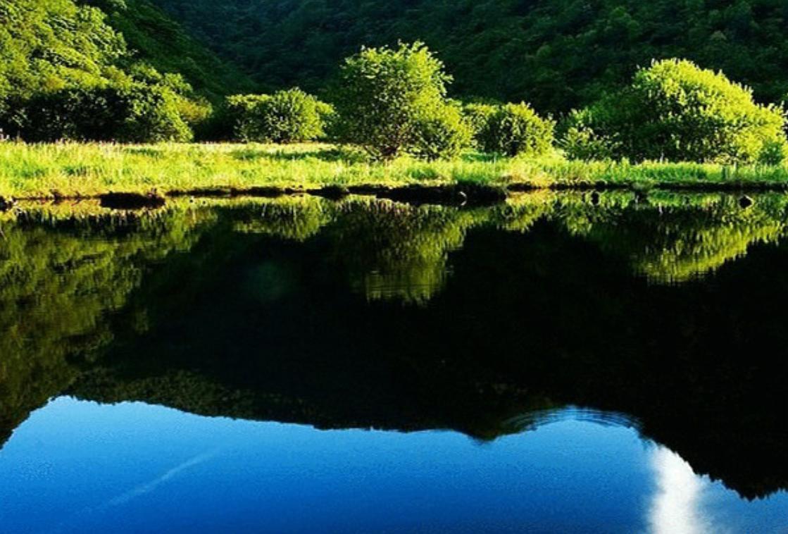 30分钟内“吃”多种虫！重庆第1次发现圆叶茅膏菜，这是什么植物