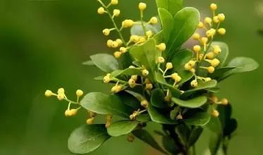 开玩笑送什么花合适呢,各种场合应该送什么花