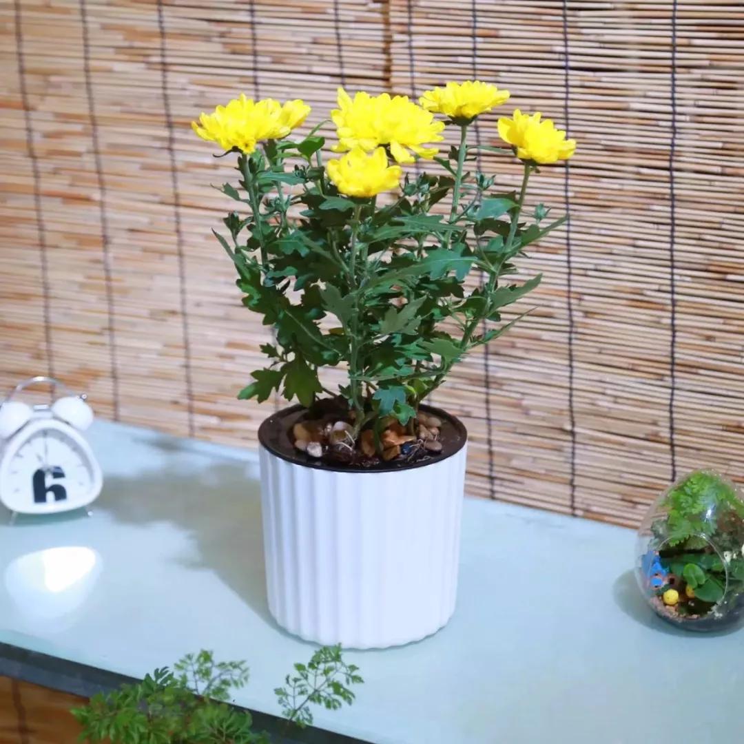 十二生肖对应的幸运花是什么花,十二生肖各该种什么花