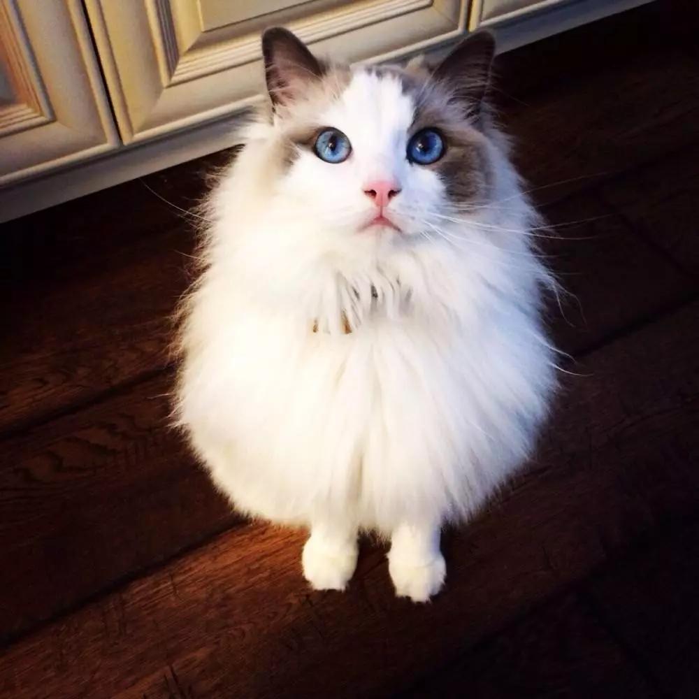 什么品种的猫咪寿命最长,猫咪的寿命最长是什么猫