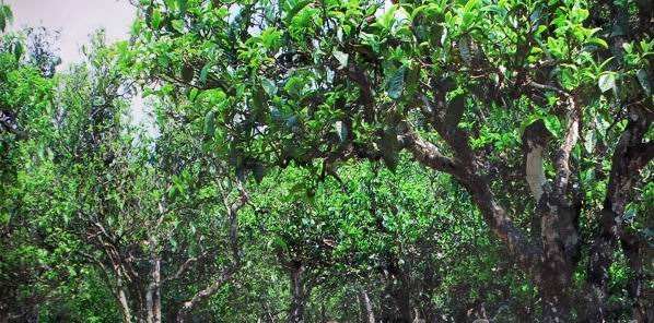 云南普洱茶区六大茶区,普洱茶茶区详细分布图
