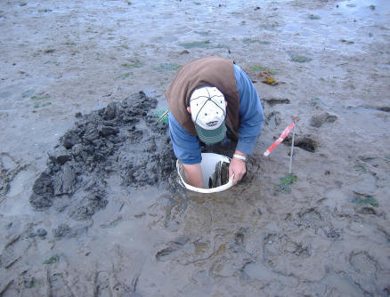 象拔蚌我们走,象拔蚌的图片