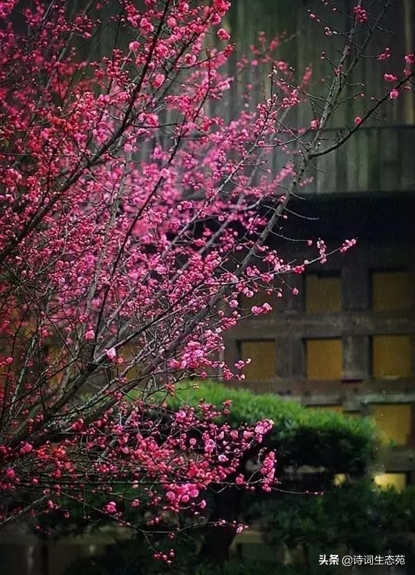 关于梅花我们应有怎样的人生追求,关于梅花我们想到了什么