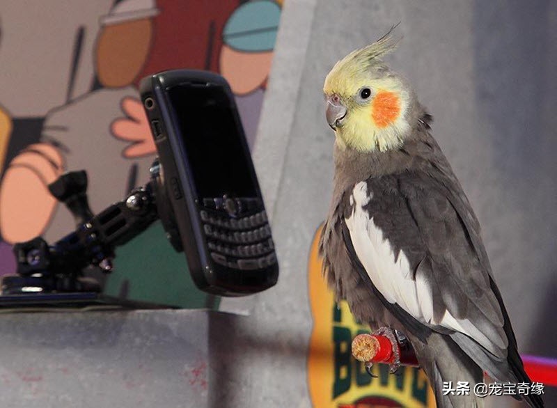 狗狗飞球比赛世界纪录,美国狗狗选美大赛