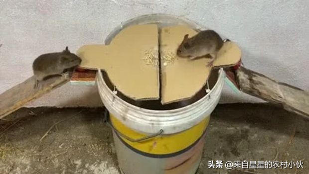 家里进了老鼠老鼠是怎么生存的,老鼠的正确处理方法