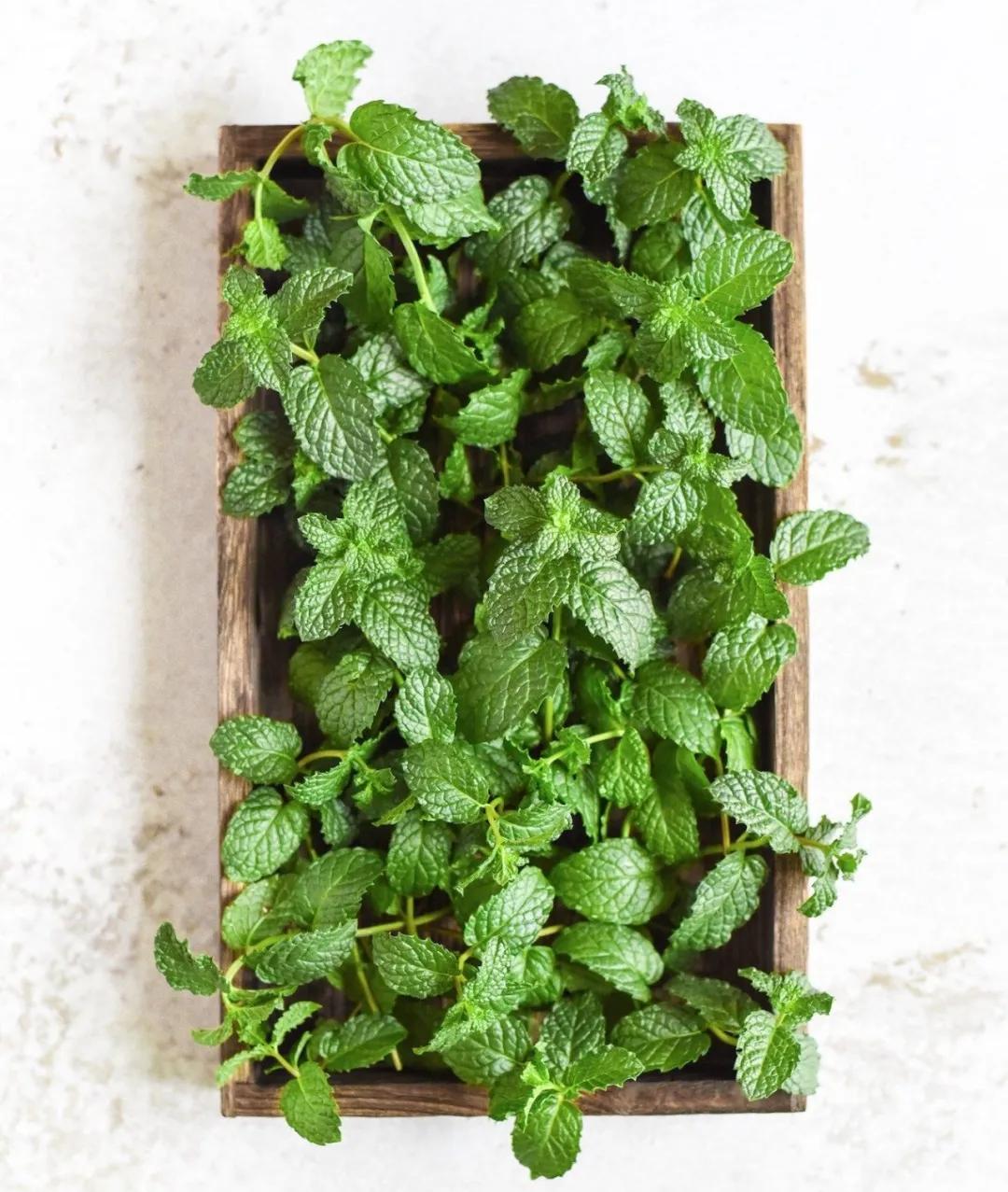 观花草本植物推荐,最具观赏性的观叶植物