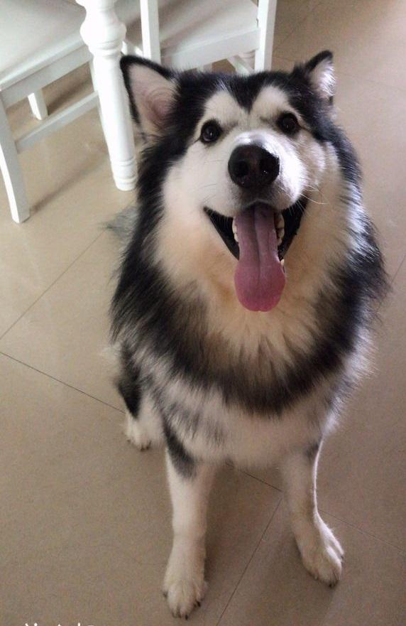 妹子求助如何让自家阿拉斯加不叫，网友纷纷出招，最后这位厉害了