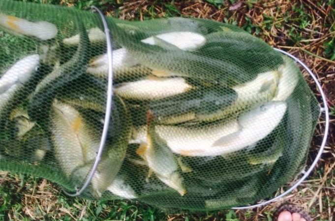 明人不说暗话，“征服”草鱼我只服这手绝活，一根竿都钓不过来