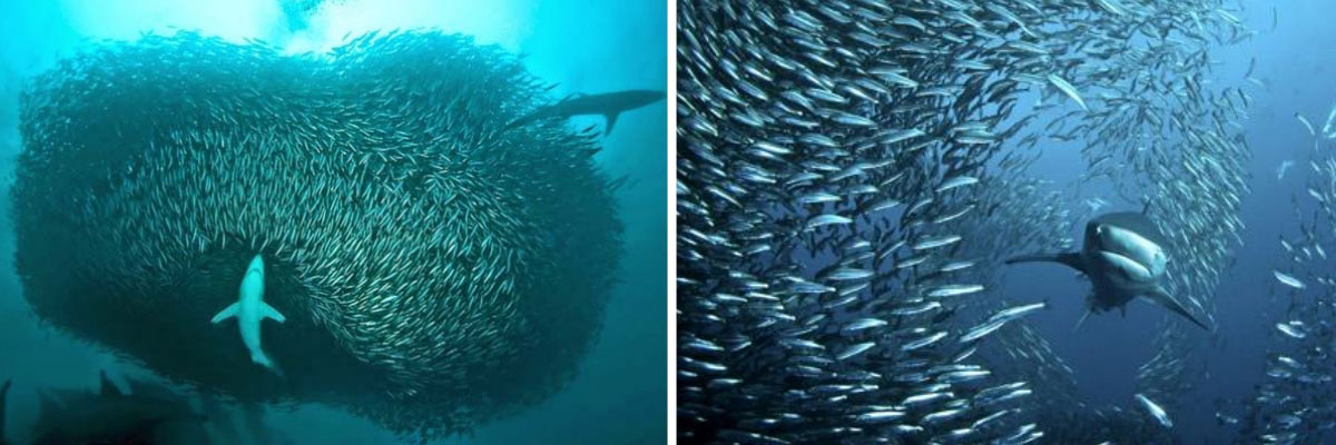 堪比生化武器的罐头,爱斯基摩人吃腌海雀片段