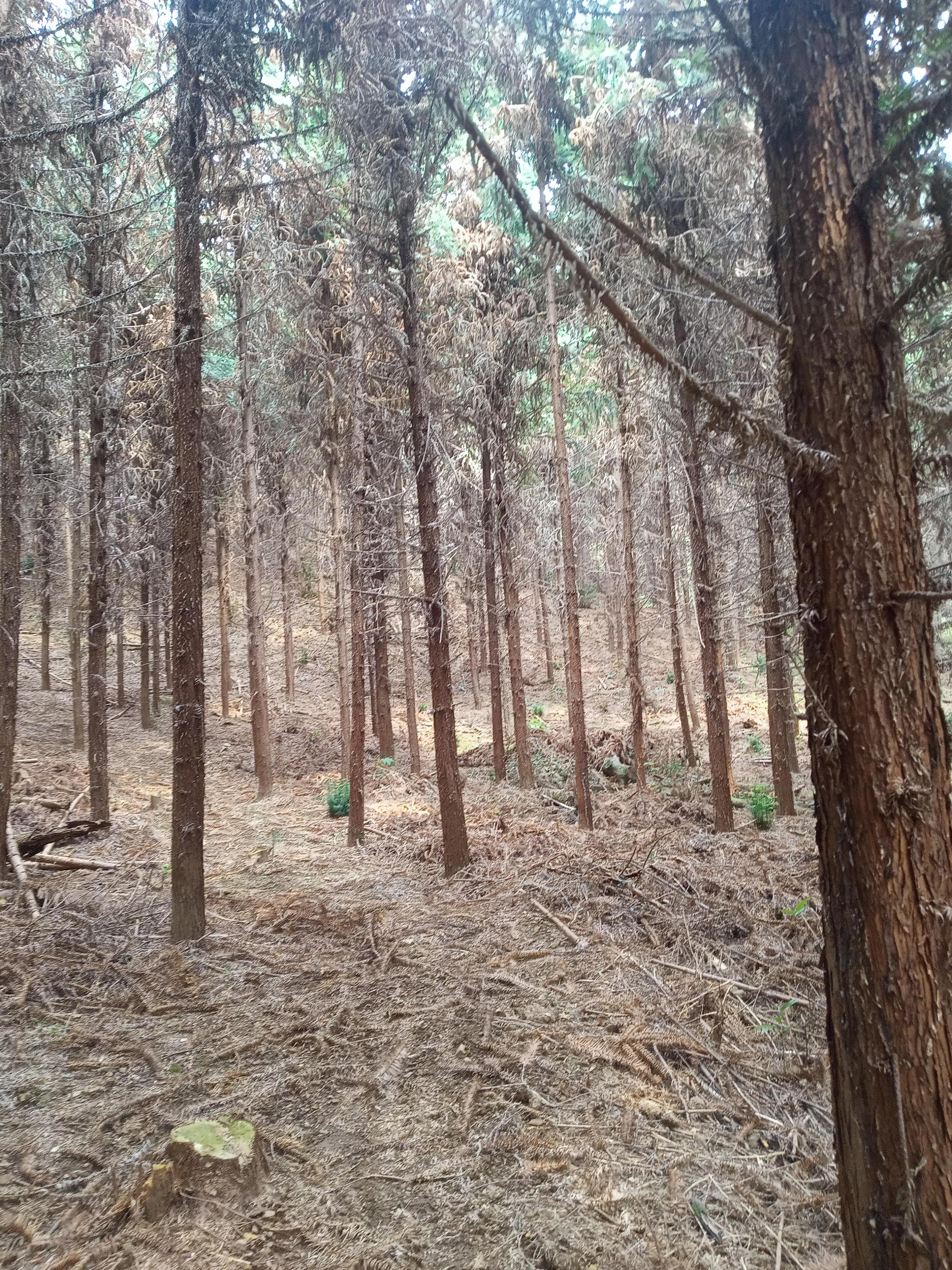 黄精是林下种植还是裸露种植,杉木林下可以种黄精吗