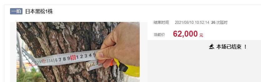 广西7800亩松树林出售,2021年广西松树林出售