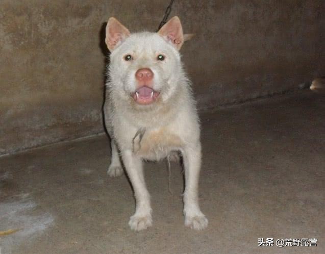 世界上哪几个品种的狗最聪明,最忠诚的狗是什么犬品种