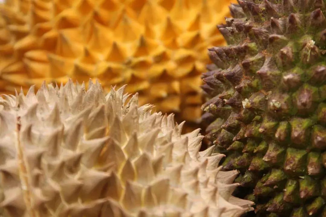 榴莲猫山王榴莲,金枕榴莲好还是猫山王榴莲好视频