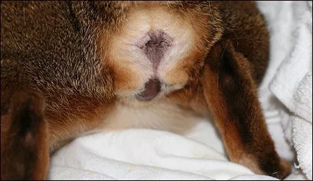 记录猫咪生产全过程,猫咪生产时的全过程