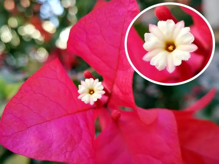 2018年新iphone拍照,iphone2019摄影